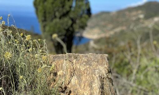 Rock and wildflowers in foreground, sea and cypress in the background.