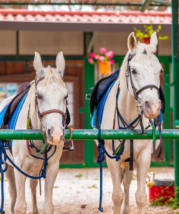 tenutadelleripalte de reitsportzentrum 009